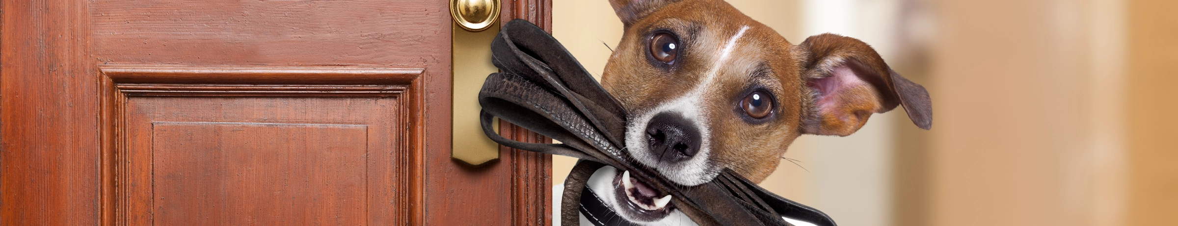 Image Gallery tec-nut.com for Jenny's Pet Shop - Company Website, easy website, New Website, Pet supplies, Free Website, Simple Website, Easy Website, Pet accessories, Website Builder, Free website template, No Coding Website, Best Website Builder